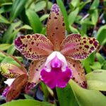 Cattleya Durigan Big Spots - PERFUMADA