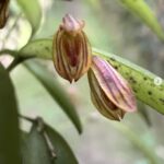 Acianthera wilsonii - COLEÇÃO