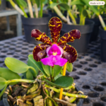 Cattleya Aclandiar Tipo x Nigrescens - PERFUMADA