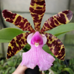 Cattleya Aclandiar Caliman x Itaparica - PERFUMADA