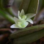 Octomeria Liliputana