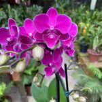 Phalaenopsis 'Limited #115’ Big Lip