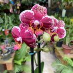 Phalaenopsis Spain ''Streetwise'' - COLEÇÃO
