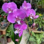 Phalaenopsis Taisuco Anna - COLEÇÃO
