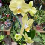 Phalaenopsis Golden Sands ''Canary'' - COLEÇÃO