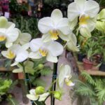 Phalaenopsis Pure Moon 'Green Pixie' - COLEÇÃO