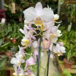 Phalaenopsis Pinlong Cheris  - COLEÇÃO