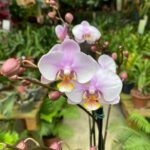Phalaenopsis Romance Valentine - COLEÇÃO