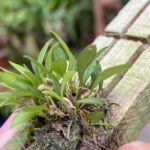 Pabstiella Lingua