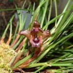 Touceirinha Christensonella Cogniauxiana - PERFUMADA