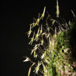 Barbosella Dusenii
