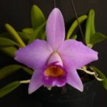 Cattleya Laelia Praestans TIPO - COLEÇÃO