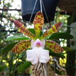 Cattleya Aclandiar Albescens ''Caroline'' - PERFUMADA