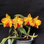 Cattleya Slc. Ayrton Senna ''Storil'' - RARIDADE