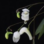 Pabstiella Mirabilis