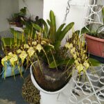 Brassia Eternal Wind ''Orquídea Aranha'' - COM FLOR
