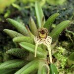 Dryadella Lilliputiana