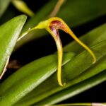 Pabstiella Ochracea