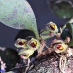 Acianthera Cryptantha ''Orquídea Lagartixa''