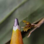 Acianthera Dutrae