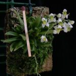 Zygostastes Alleniana - PERFUMADA