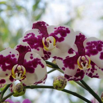 Phalaenopsis-Anthura-Palamos-Phaldetam